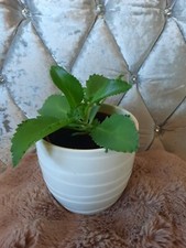 Kalanchoe pinnata plants for sale  STEVENAGE