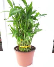 Tier lucky bamboo for sale  Menifee