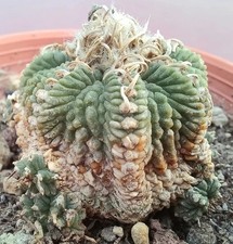 Aztekium ritteri caespitosa usato  Baranzate