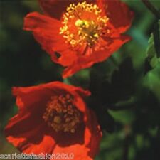 Meconopsis cambrica frances for sale  DARLINGTON