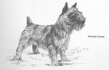 Norwich terrier custom for sale  Tampa
