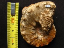 Ammonite oxfordien euaspidocer d'occasion  La Chapelle-Saint-Luc