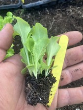 Lettuce mixedpack multi for sale  VENTNOR