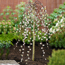 Salix caprea pendula for sale  UK