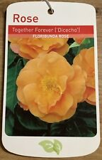 Together forever potted for sale  WISBECH