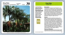 King palm evergreen for sale  SLEAFORD