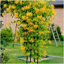 Litre honeysuckle lonicera for sale  PRESTON