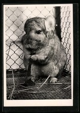 Cincillà mordicchia ramo usato Cincillà mordicchia ramo usato  Spedire a Italy