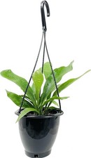 Staghorn fern hanging for sale  USA