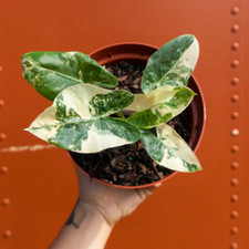 Alocasia macrorrhiza variegata for sale  Homestead