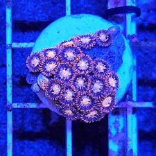 Fire ice zoanthid for sale  BIRMINGHAM