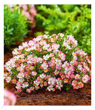 Alpin rose cutie gebraucht kaufen  Bensheim