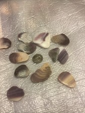 Clam shell wampum for sale  West Babylon