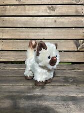American girl himalayan for sale  TARPORLEY