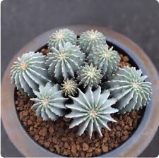 Pianta succulenta cactus usato  Spedire a Italy
