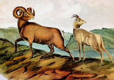 John audubon wildlife for sale  Sahuarita