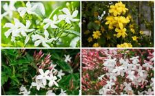 Jasmine climbing plants for sale  MARCH
