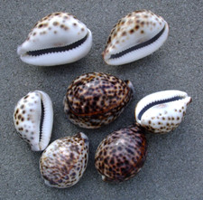 Tiger muschel schnecke gebraucht kaufen  Bremerhaven