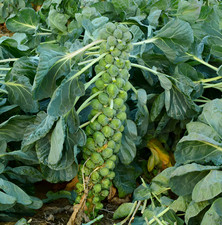500 heirloom long for sale  Spring Branch
