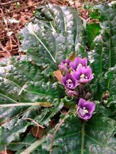 Mandrake mandragora autumnalis for sale  DEESIDE