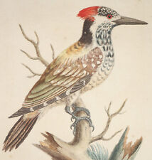 1750s original woodpecker for sale  ANDOVER