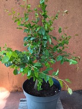 Bonsai wildbirne utdoor gebraucht kaufen  Bad Nenndorf