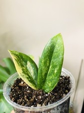 Lemon lemon variegata d'occasion  Verdun-sur-Garonne