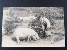 Cpa. récolte truffe. d'occasion  Champigny-sur-Marne