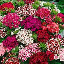 250 dianthus barbatus for sale  GRANTHAM