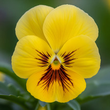 Viola del pensiero usato  Trappeto