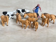Selection gauge cows for sale  HOLYWOOD
