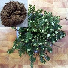 Rose jericho resurrection for sale  Miami