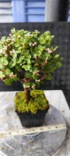 Jade leaf succulent for sale  LIVERPOOL