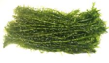Elodea densa stems for sale  PLYMOUTH