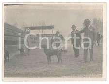 1920 cinodromo bracco usato  Milano