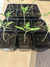 6er pack tomatenpflanze gebraucht kaufen  Egelsbach
