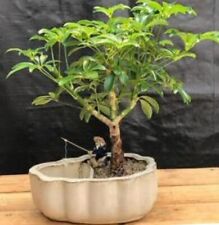 Hawaiian umbrella bonsai for sale  Patchogue