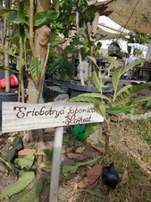Champagne loquat tree for sale  Anaheim
