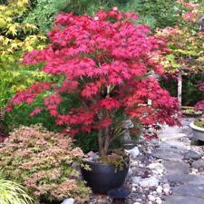 25pcs red japanese for sale  Staten Island