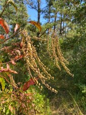 Sementes de Lírio do Vale Sourwood (Oxydendrum arboreum) | Abelha Meleira comprar usado  Enviando para Brazil