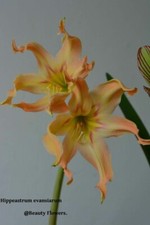 Hippeastrum ctn1 evansiarum usato  Bagnoregio