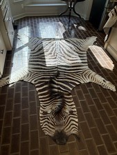 Authentic african zebra for sale  Matthews