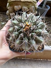 Copiapoa sp. own usato  Valdastico