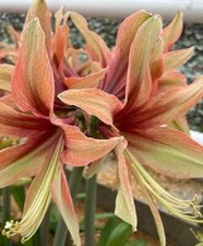 Wild amazone extra for sale  Houma