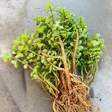 Lot elephant bush for sale  Tucson