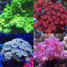 Coral frag pack for sale  FAVERSHAM