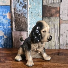 japanese spaniel for sale  DUDLEY