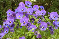 Violette cornue violette d'occasion  Metz-