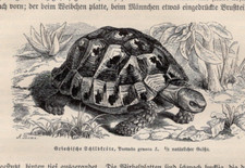 Greek tortoise mediterranean for sale  Brooklyn