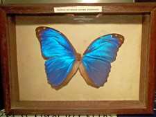 Papillon. morpho rethenor d'occasion  Gap